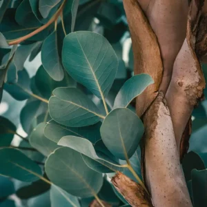 Read more about the article 14 Spiritual Meanings of Smelling Eucalyptus: Hidden Symbolism