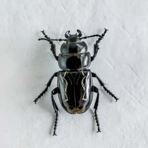 Read more about the article Black Beetle Spiritual Meaning: 6 Symbolisms & Interpretations