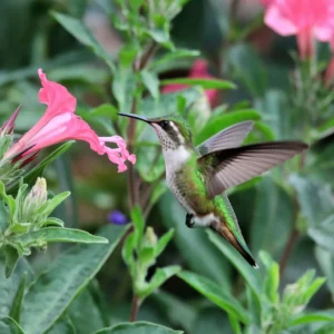 Read more about the article Biblical Meaning of Hummingbirds: 10 Insights & Interpretations