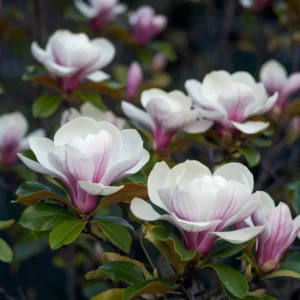 Read more about the article 10 Spiritual Meanings of Magnolia Flowers: A Guide to their Symbolism