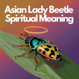 Read more about the article Asian Lady Beetle Spiritual Meaning: 12 Hidden Symbolic Messages