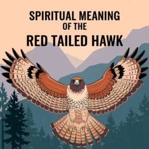 Read more about the article 11 Spiritual Meaning of the Red Tailed Hawk: Unlocking Symbolism