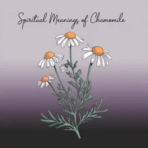 Read more about the article 13 Spiritual Meanings of Chamomile: Tranquility and Healing