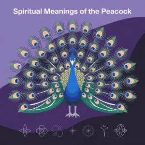 Read more about the article 12 Spiritual Meanings of the Peacock: The Mystical Significance