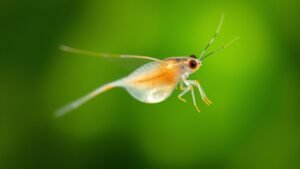 Read more about the article Daphnia Spiritual Meaning: Symbolism and Totem